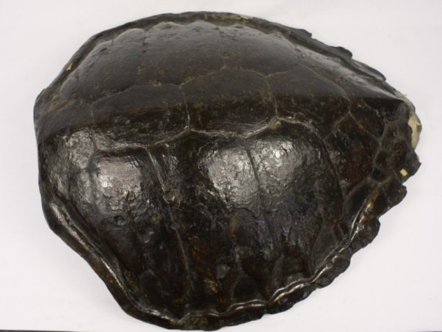 Krunýř želvy , lok. Samojské ostrovy, Sbírka Muzea v Ivančicích